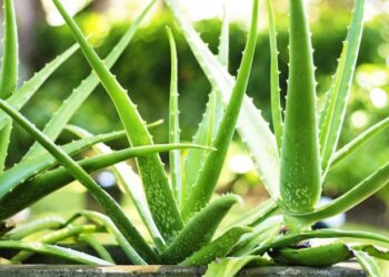 Mrekullitë e përdorimeve të aloe verës