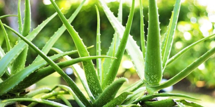 Mrekullitë e përdorimeve të aloe verës