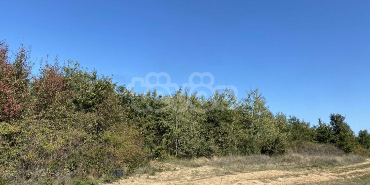 Një i arrestuar për drogën në Pejë dhe 6 të tjerë në kërkim