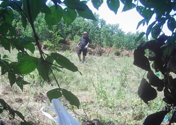 Policia kërkon ndihmë për identifikimin e tre pesonave të dyshuar për kultivim narkotikësh në Malishevë