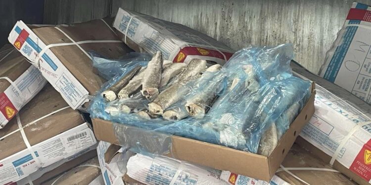 Në Gjilan asgjësohen 19750 kg peshk