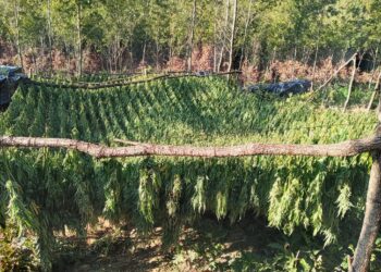 Sekuestrohen mbi një ton drogë në Pejë