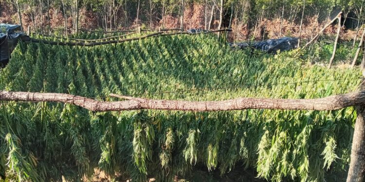 Sekuestrohen mbi një ton drogë në Pejë