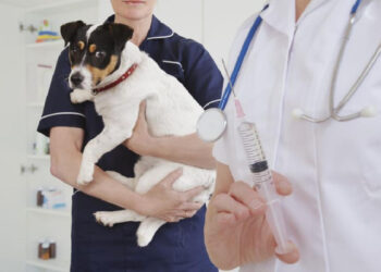 Dita botërore kundër tërbimit