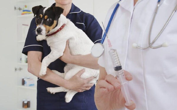 Dita botërore kundër tërbimit