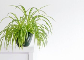 Bimët më të mira kundër lagështisë së ajrit në shtëpi