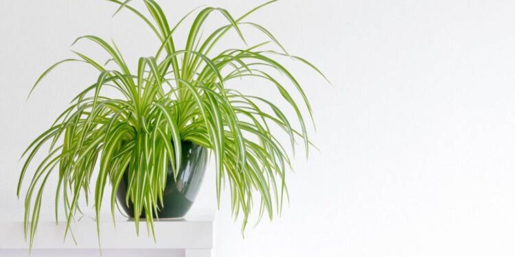 Bimët më të mira kundër lagështisë së ajrit në shtëpi