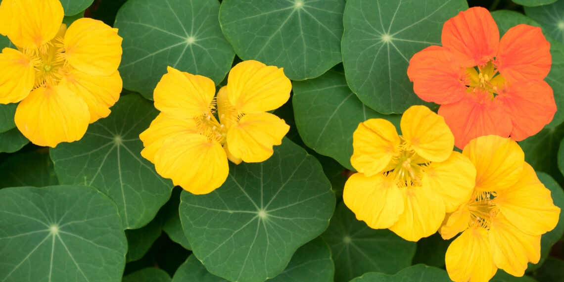 Lajkatarja – Lulja e veçantë e shëndetit, si ta përdorni