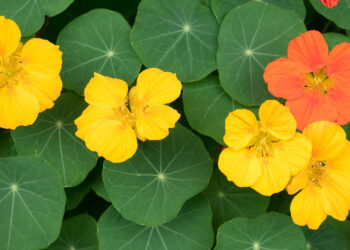 Lajkatarja – Lulja e veçantë e shëndetit, si ta përdorni