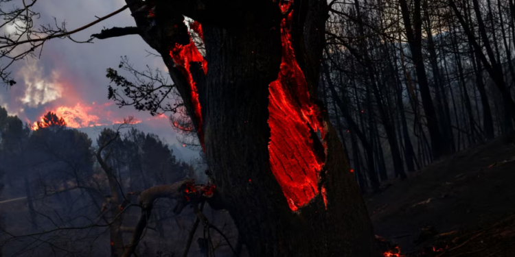 Mijëra zjarrfikës në luftë me flakët në Portugali