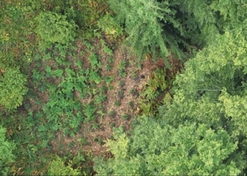Në Gjakovë identifikohet një lokacion i mbjellë me bimë narkotike