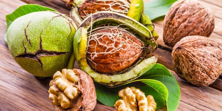 Dobitë shëndetësore nga vaji i arrës