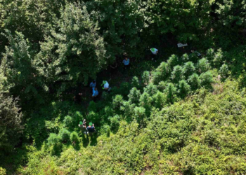 Policia aksion në Gjakovë, zbulohet një lokacion i mbjellë me kanabis në një zonë malore