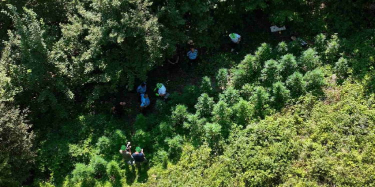 Policia aksion në Gjakovë, zbulohet një lokacion i mbjellë me kanabis në një zonë malore