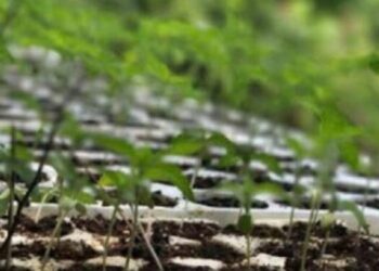 Aktakuzë ndaj një personi të dyshuar për kultivim të narkotikëve