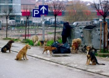 SHSKUK: 112 raste të kafshimeve nga qentë endacakë të raportuara nga janari