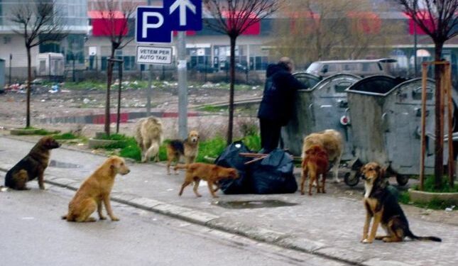SHSKUK: 112 raste të kafshimeve nga qentë endacakë të raportuara nga janari