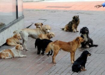 Sulmohen dy persona nga qentë endacak në afërsi të QKUK-së
