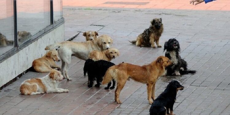Sulmohen dy persona nga qentë endacak në afërsi të QKUK-së