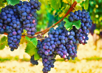 Kombinimi i duhur i frutave që funksionon kundër tensionit të lartë të gjakut