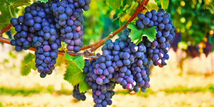 Kombinimi i duhur i frutave që funksionon kundër tensionit të lartë të gjakut