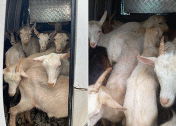 Policia e Kosovës parandalon një rast të kontrabandimit me kafshë