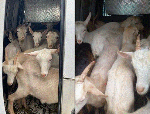 Policia e Kosovës parandalon një rast të kontrabandimit me kafshë