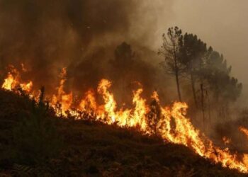 Digjen 350 trupa të kumbullave, rreth 20 ari mal dhe një objekt në Zveçan