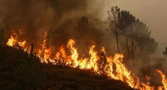 Digjen 350 trupa të kumbullave, rreth 20 ari mal dhe një objekt në Zveçan