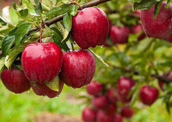 Ushqimet e vjeshtës që duhet të hani për gjallërinë e lëkurës