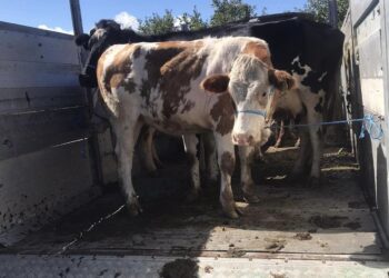 Asgjësohen gjashtë gjedhe që rezultuan pozitiv në tuberkulozë sipas matjes kutane