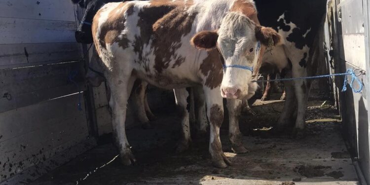 Asgjësohen gjashtë gjedhe që rezultuan pozitiv në tuberkulozë sipas matjes kutane