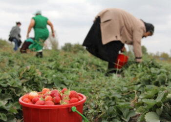 Dita Botërore e Gruas Rurale