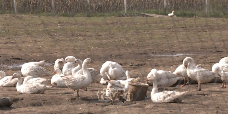 Si ia vodhën hajnat mërgimtarit nga Austria 1 mijë shota në vlerë prej 15 mijë eurove?