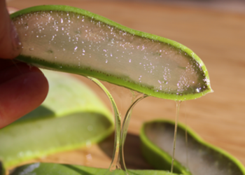 Si të përdorni aloe verën për shëndetin e dhëmbëve