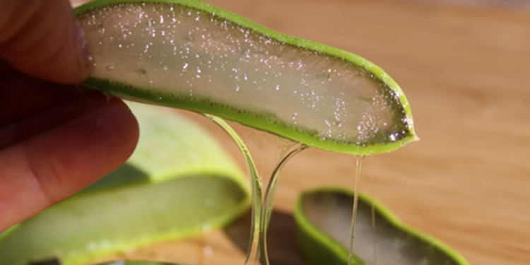 Si të përdorni aloe verën për shëndetin e dhëmbëve