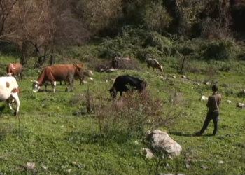 Dy të mitur derisa po i kullosnin bagëtitë hasin në dy granata dore, FSK-ja i asgjëson