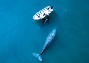 I vetmi vend ku balenat vijnë për t’ju vëzhguar