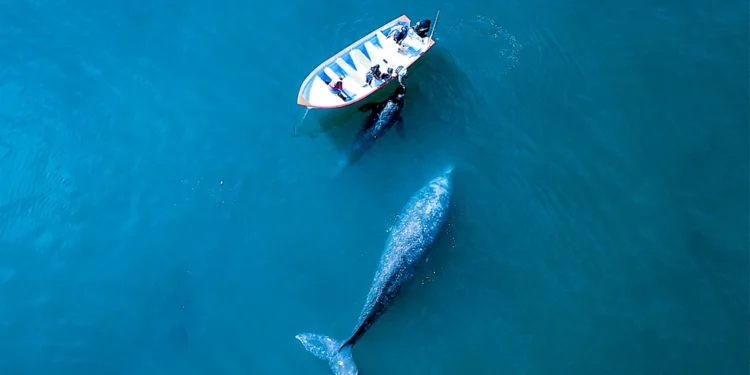 I vetmi vend ku balenat vijnë për t’ju vëzhguar