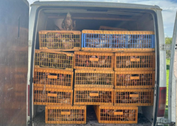 Sekuestrohen mbi 700 pula në Gjilan, dyshohet se u kontrabanduan nga Serbia