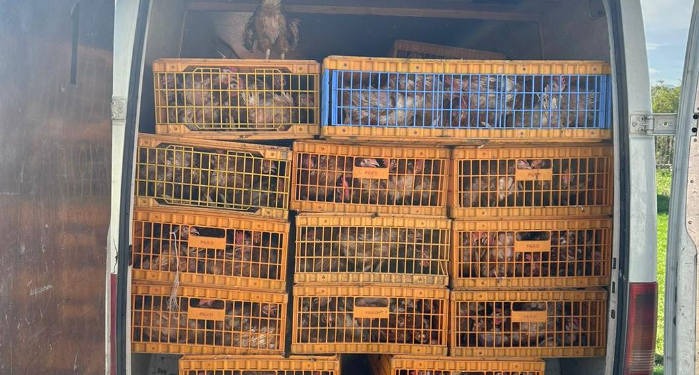 Sekuestrohen mbi 700 pula në Gjilan, dyshohet se u kontrabanduan nga Serbia