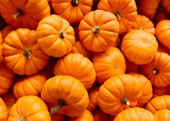 Kungulli – super perimja e verdhë e vjeshtës