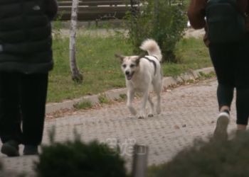 Kapen 30 qen endacakë në oborrin e QKUK-së, qytetarët ndihen të rrezikuar