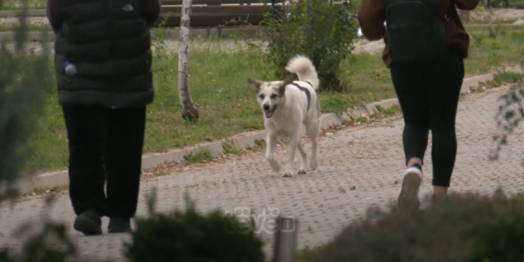 Kapen 30 qen endacakë në oborrin e QKUK-së, qytetarët ndihen të rrezikuar