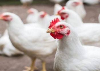 Në Tiranë ‘shpërthen’ gripi i shpendëve