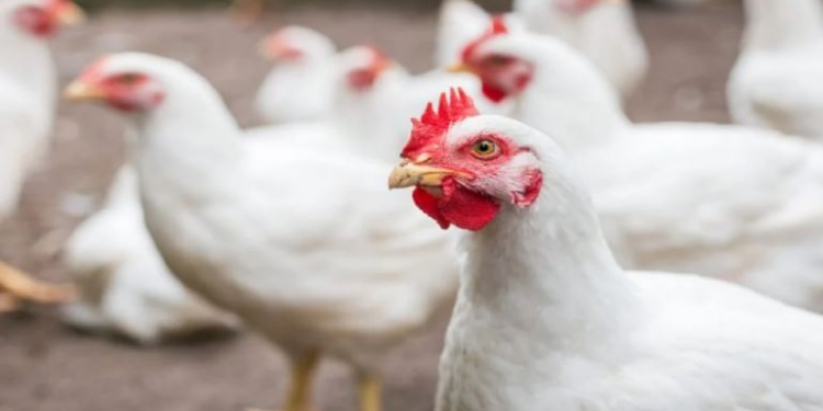 Në Tiranë ‘shpërthen’ gripi i shpendëve