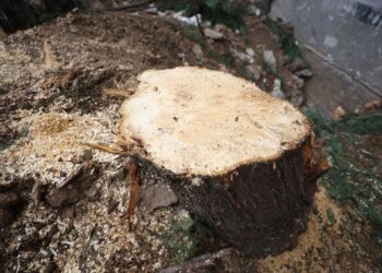 MKRS: Largimi i drurit në afërsi të teatrit, me leje të IKMM-së