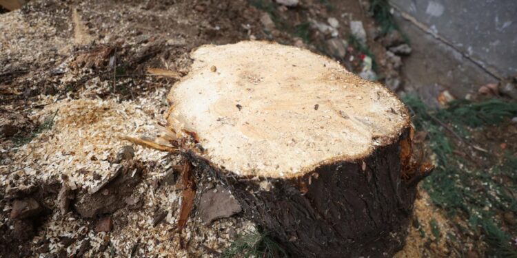 MKRS: Largimi i drurit në afërsi të teatrit, me leje të IKMM-së