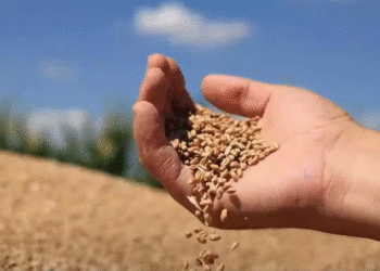 U tha se Kosova siguroi bukën e motmotit, por ministria e Tregtisë hap tender për rezerva të grurit