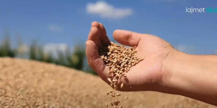 U tha se Kosova siguroi bukën e motmotit, por ministria e Tregtisë hap tender për rezerva të grurit